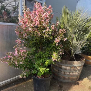 Lagerstroemia indica (Indische sering) roze struik 100 cm