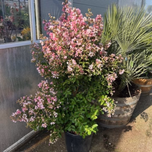 Lagerstroemia indica (Indische sering) roze struik 100 cm