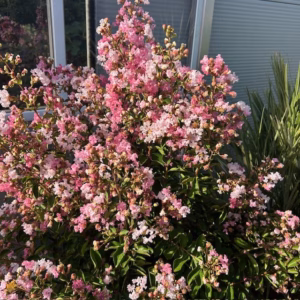 Lagerstroemia indica (Indische sering) roze struik 100 cm