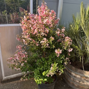 Lagerstroemia indica (Indische sering) roze struik 100 cm