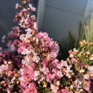Lagerstroemia indica (Indische sering) roze struik 100 cm