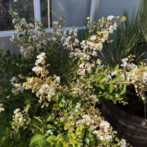 Lagerstroemia indica (Indische sering) wit struik 100 cm