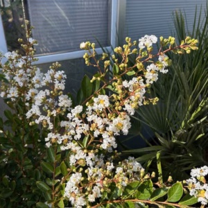 Lagerstroemia indica (Indische sering) wit struik 100 cm