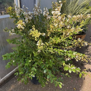 Lagerstroemia indica (Indische sering) wit struik 100 cm