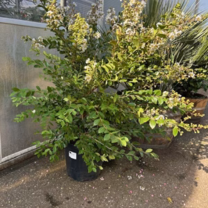Lagerstroemia indica (Indische sering) wit struik 100 cm