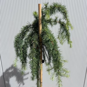 Larix kaempferi Stiff Weeper (Japanse Treurlork) 120 cm op stam