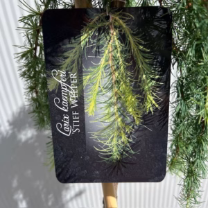 Larix kaempferi Stiff Weeper (Japanse Treurlork) 120 cm op stam