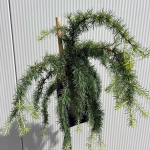 Larix kaempferi Stiff Weeper (Japanse Treurlork) 120 cm op stam