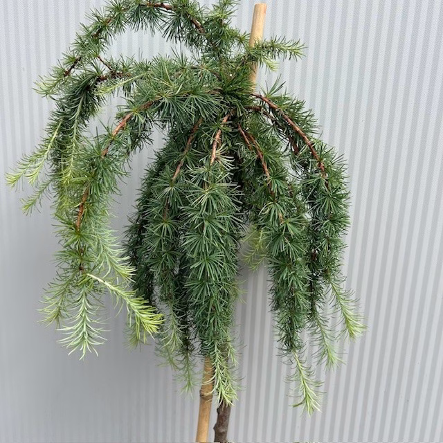 Larix kaempferi Stiff Weeper (Japanse Treurlork) 120 cm op stam