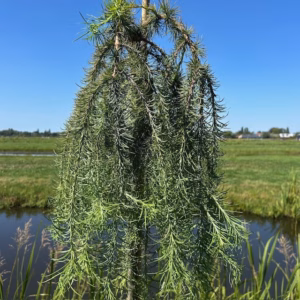 Larix