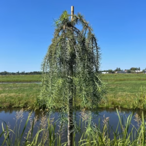Larix kaempferi Stiff Weeper (Japanse Treurlork)