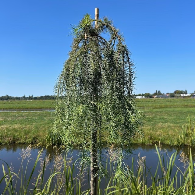 Larix kaempferi Stiff Weeper (Japanse Treurlork) 120 cm op stam