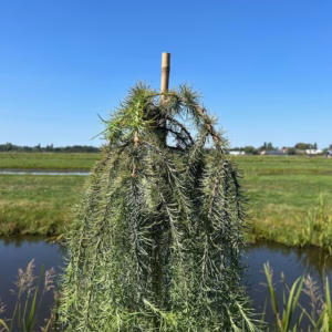 Larix kaempferi Stiff Weeper (Japanse Treurlork)
