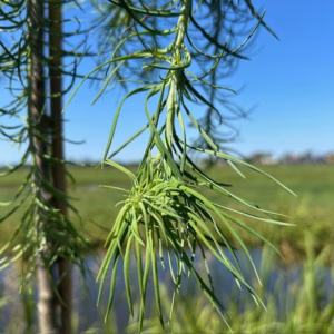 Larix kaempferi Stiff Weeper (Japanse Treurlork)