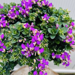 Polygala myrtifolia Bibi Pink (Vleugeltjesbloem) op stam 40 cm