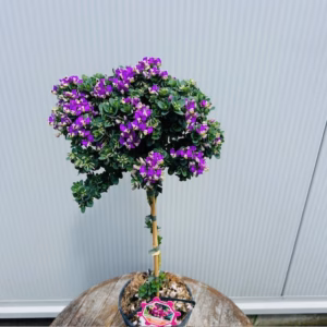 Polygala myrtifolia Bibi Pink (Vleugeltjesbloem) op stam 40 cm