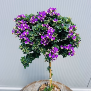 Polygala myrtifolia Bibi Pink (Vleugeltjesbloem) op stam 40 cm