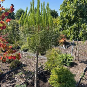 Pinus pinea (Parasolden) op stamhoogte 120 cm