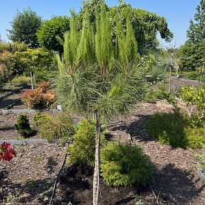 Pinus pinea (Parasolden) op stamhoogte 120 cm