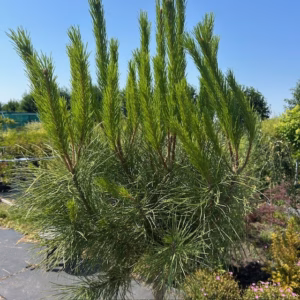 Pinus pinea (Parasolden) op stamhoogte 120 cm