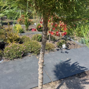 Pinus pinea (Parasolden) op stamhoogte 120 cm