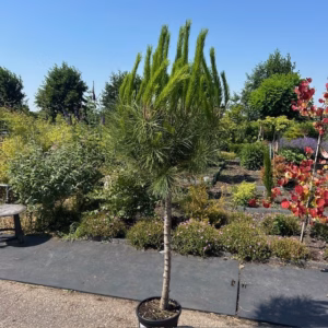 Pinus pinea (Parasolden) op stamhoogte 120 cm