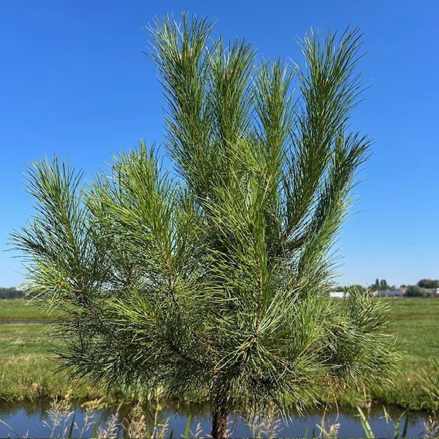Pinus pinea (Parasolden) op stamhoogte 120 cm