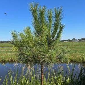 Pinus pinea (Parasolden) op stamhoogte