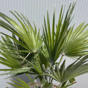 Chamaerops humilis Vulcano (Europese dwergpalm)