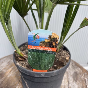 Chamaerops humilis Vulcano (Europese dwergpalm)