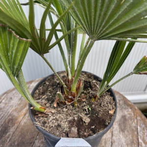 Chamaerops humilis Vulcano (Europese dwergpalm)