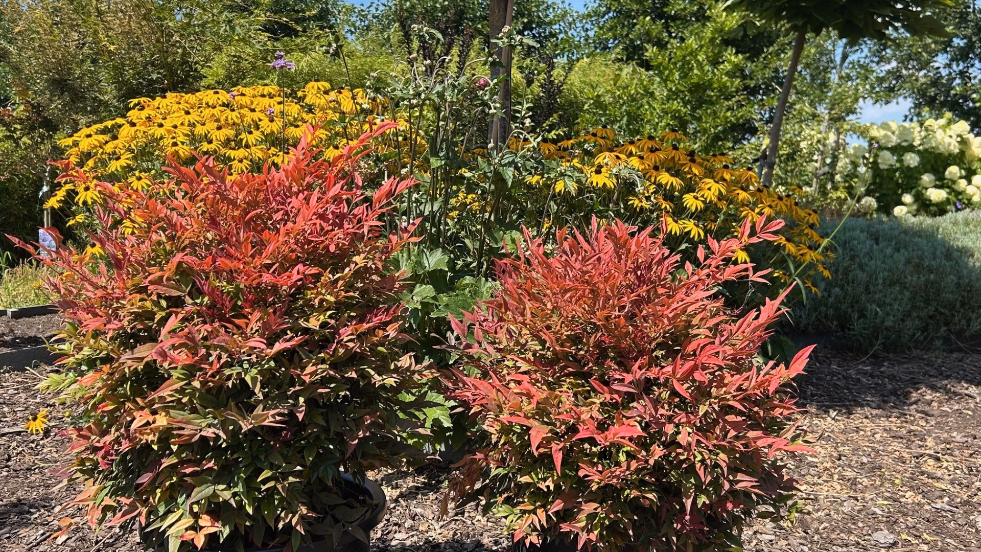Nandina (Hemelse bamboe)