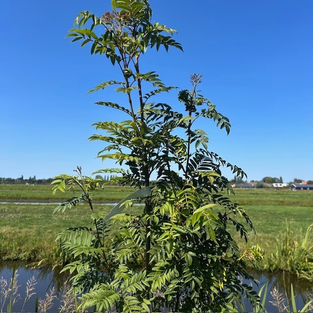 Sorbus au. 'Autumn Spire' (Lijsterbes)