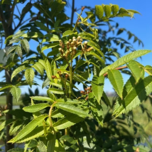 Sorbus au. 'Autumn Spire' (Lijsterbes)