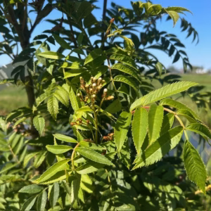Sorbus au. 'Autumn Spire' (Lijsterbes)