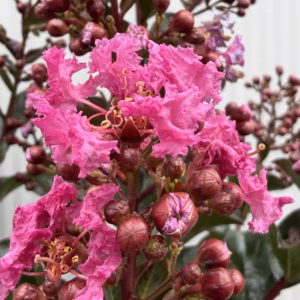 Lagerstroemia i. 'Berry Dazzle' (Indische sering) op stam van 80 cm