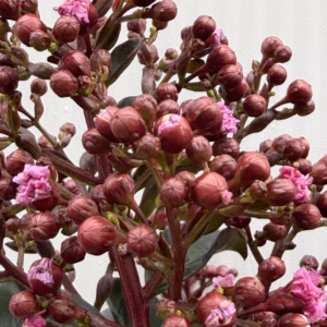 Lagerstroemia i. 'Berry Dazzle' (Indische sering) op stam van 80 cm