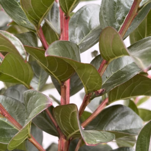 Lagerstroemia i. 'Berry Dazzle' (Indische sering) op stam van 80 cm