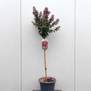Lagerstroemia i. 'Berry Dazzle' (Indische sering) op stam van 80 cm