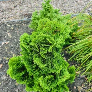 Chamaecyparis obtusa ‘Nana Gracilis’