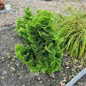 Chamaecyparis obtusa ‘Nana Gracilis’