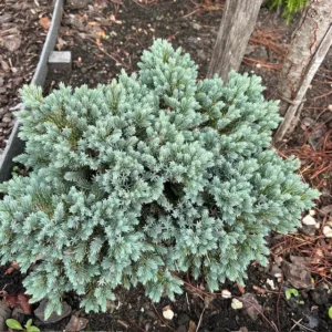 Juniperus squamata ‘Blue Star’