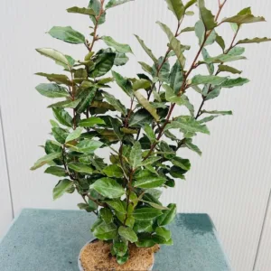 Eleagnus ebbingei Compacta (Olijfwilg) 40-50 cm