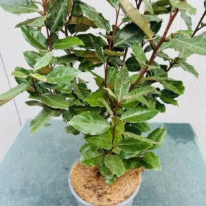 Eleagnus ebbingei Compacta (Olijfwilg) 40-50 cm
