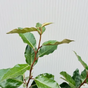 Eleagnus ebbingei Compacta (Olijfwilg) 40-50 cm