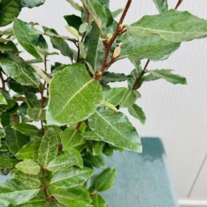 Eleagnus ebbingei Compacta (Olijfwilg) 40-50 cm