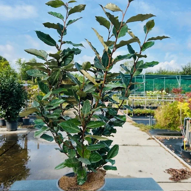 Eleagnus ebbingei Compacta (Olijfwilg) 40-50 cm