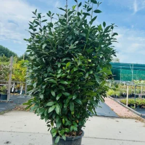 Laurus nobilis (Laurier) struik 200 cm