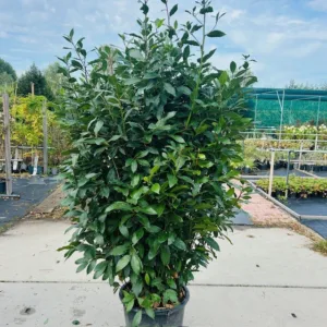 Laurus nobilis (Laurier) struik 200 cm