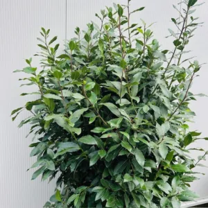 Laurus nobilis (Laurier) struik 200 cm